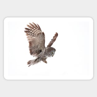 Incoming - Great Grey Owl Sticker